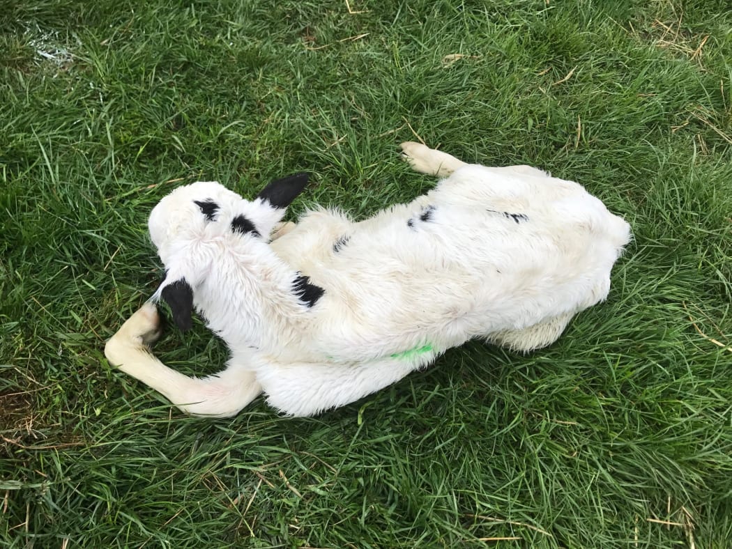 A sick calf from the farm of Sarah Flintoft and Ben Walling which had to be culled.