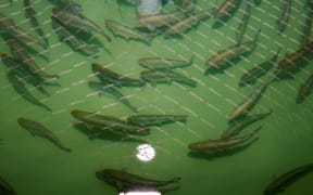 Salmon contained in tubs at the fin fish breeding centre at Cawthron Institute, Nelson