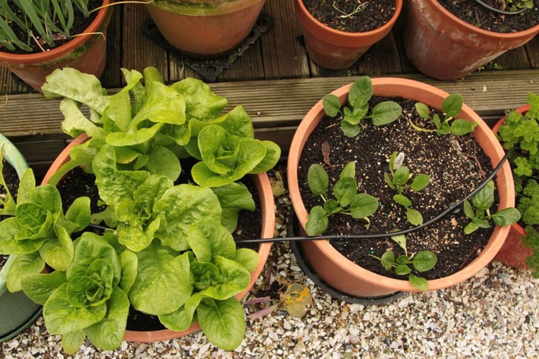 garden pots