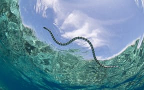 A banded sea snake raises to the sea surface.