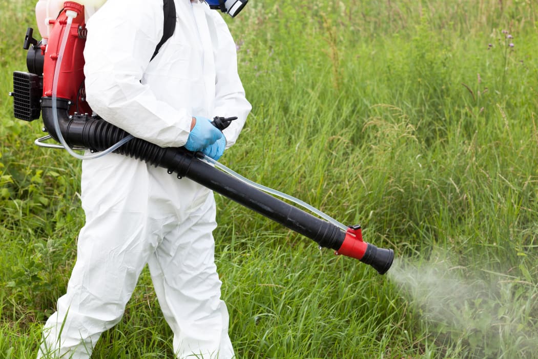 Worker in protective workwear in weed control, spraying ambrosia