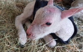 Skippy the (mostly) bald lamb.
