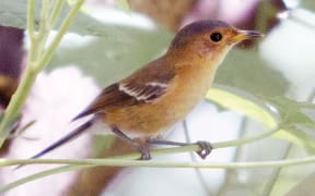 The Tinian Monarch