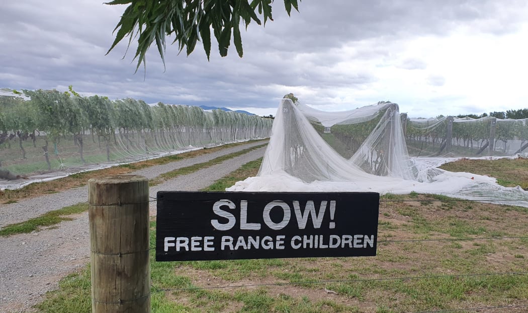 Vines netted and ready for harvest on a family-owned Wairarapa vineyard