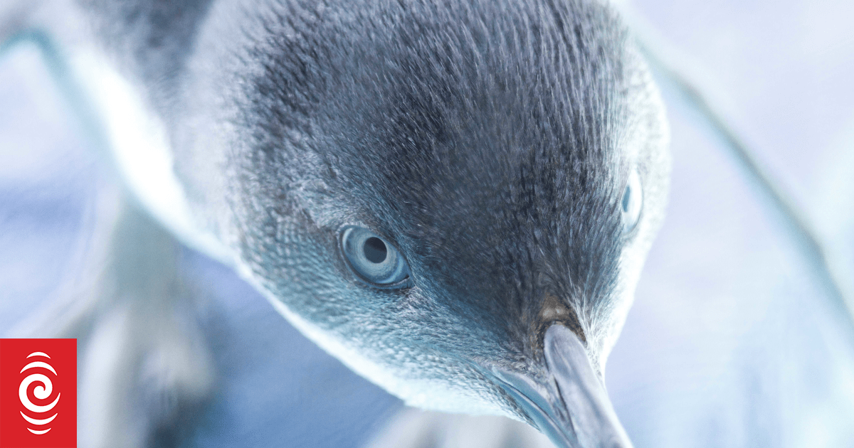 Little blue penguin's special Christmas Eve release after two-month hospital stint
