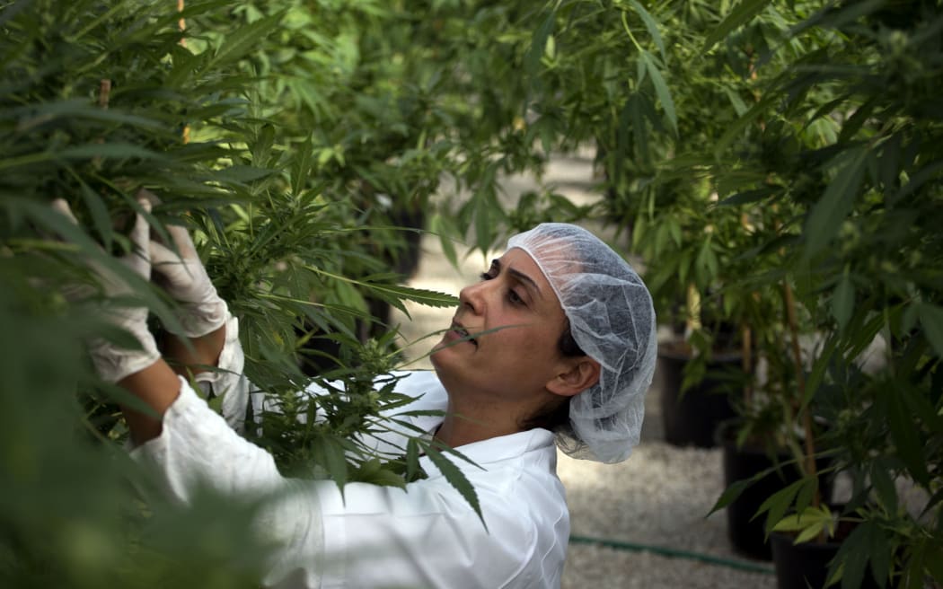 A woman tends medical cannabis plants in a greenhouse in northern Israel.