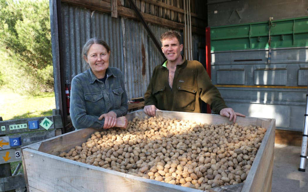 Walnut harvesting at Lightfoot Walnuts