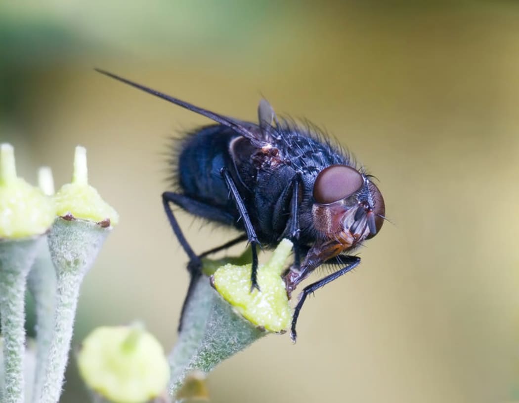 Flies fly around in squares, not circles