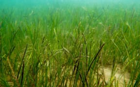 seagrass