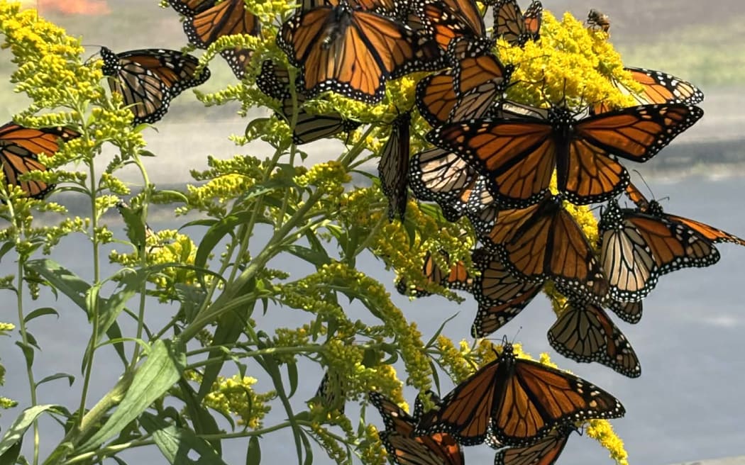 Franklin Farm Monarchs