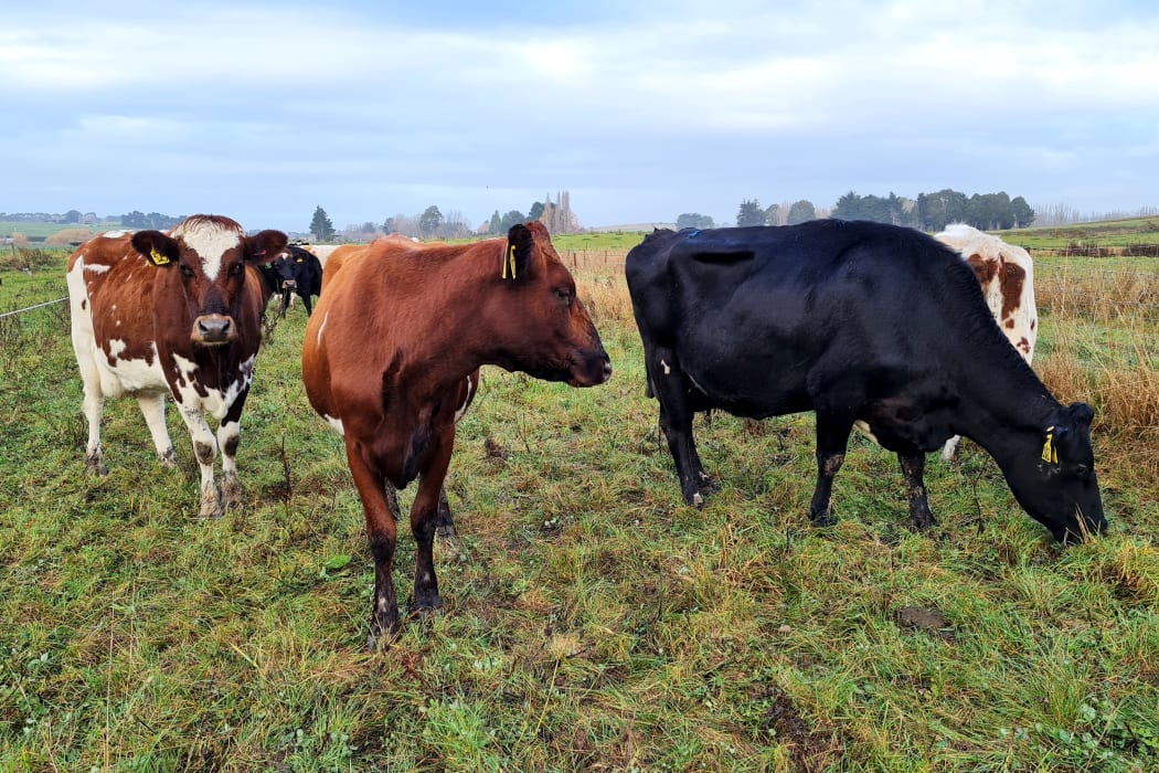 Dairy cows.