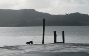 This is an image of the Rawene waterfront and a dog wandering about