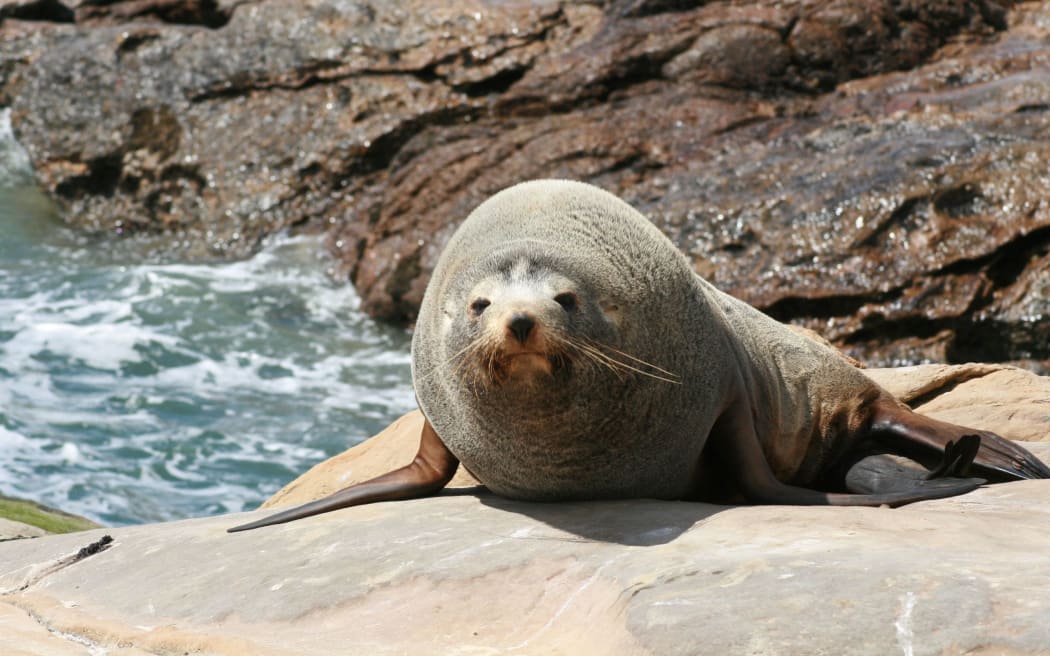 Male New Zealand fur seal.
