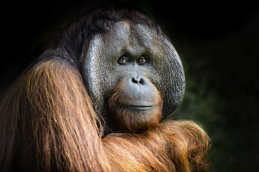 36-year-old Charlie is one of three orangutans that have just arrived at Orana Wildlife park.