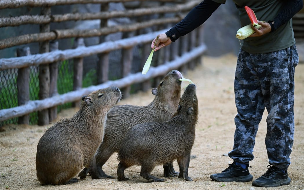 Capybaras attract visitors at a zoo in Shenyang City, northeast China's Liaoning Province, 14 July, 2024. (Photo by å­£å–† / ImagineChina / Imaginechina via AFP)