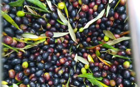 Olives going through the deleafer