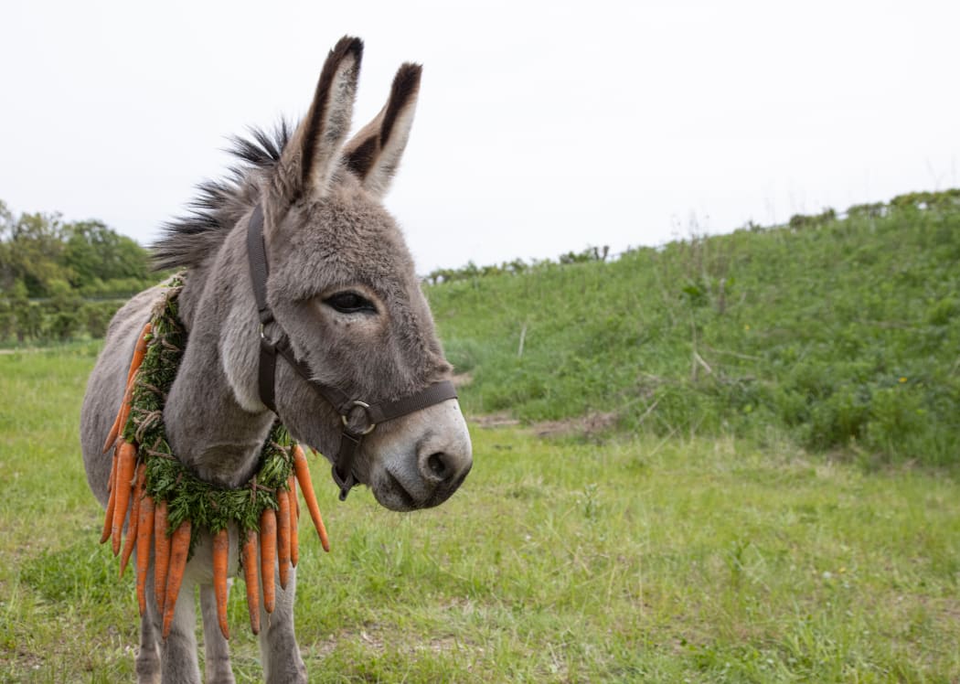 Movie still from Jerzy Skolimowsky's 2022 film EO featuring a donkey in a field.