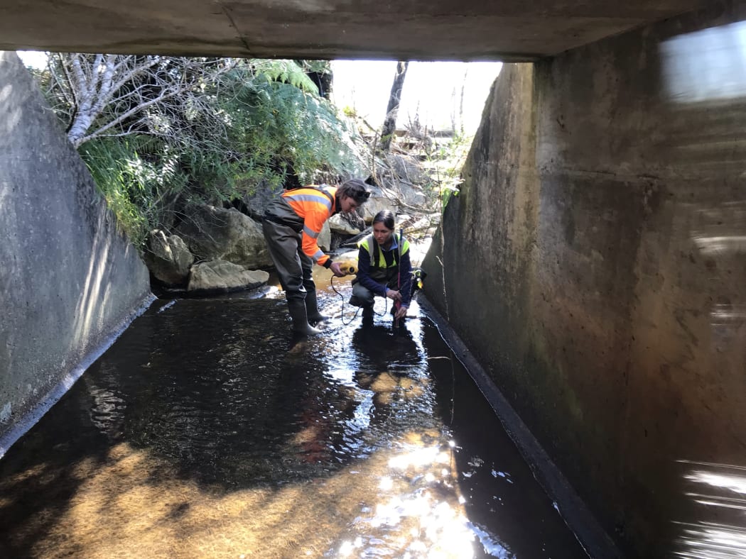 Stephanie Patchett & field assistant Alysha monitor water flow through the culvert. Aysha holds a piece of equipment into the stream flowing through a concrete tunnel while Stephanie holds a guage instrument.