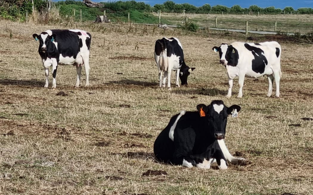 Drought on a farm in South Taranaki, March 2025.