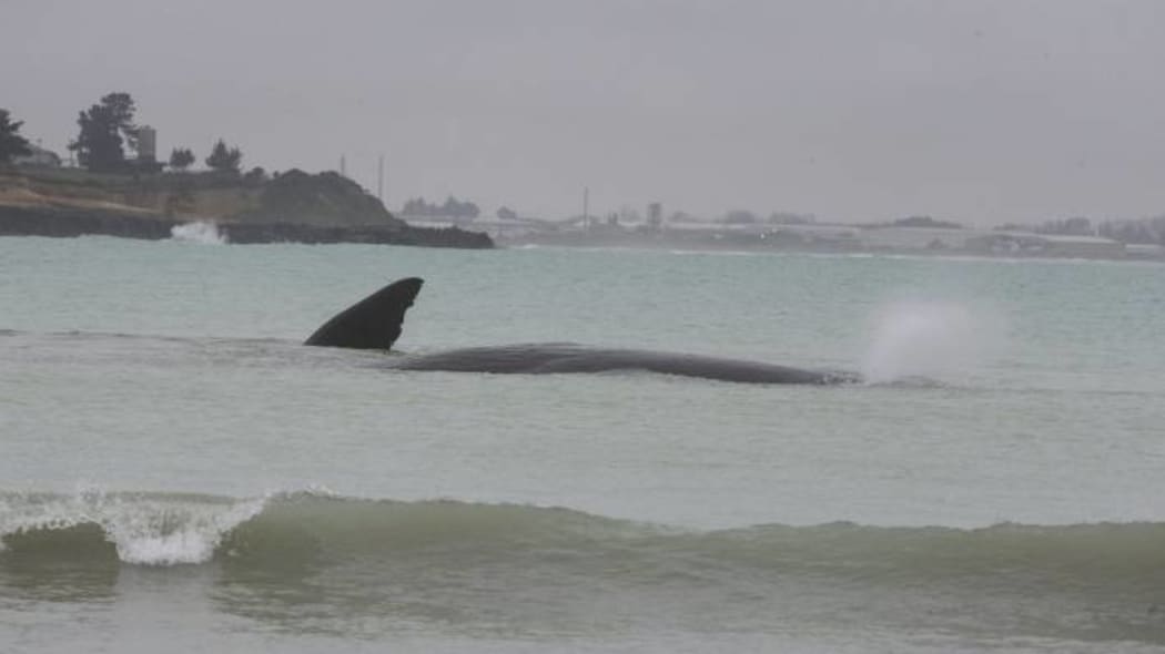 The Sperm Whale is beached off Caroline Bay.