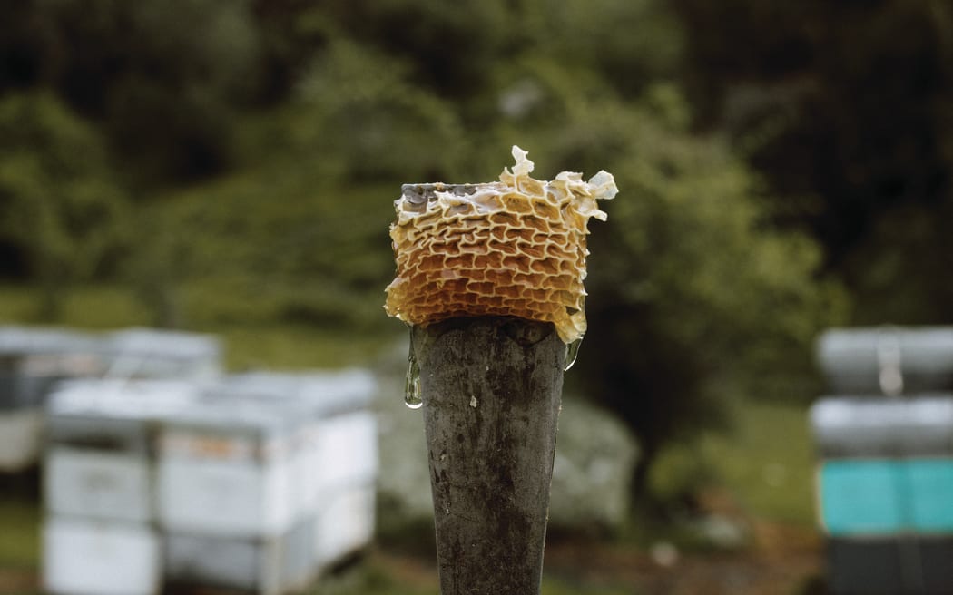 Honey and honeycomb on a hive tool. Any extra honey they've made is left for the wintered-off bees after the honey harvest.