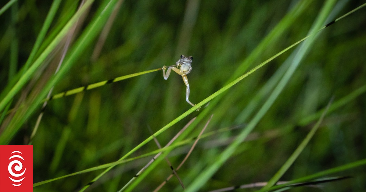 Fire-proof frogs emerge from the Australian bush fires of 2019 | RNZ