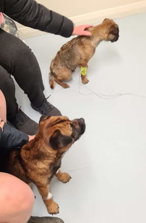 Rowan Newman's dogs Scruff and Floss at the vet after being missing for three weeks.