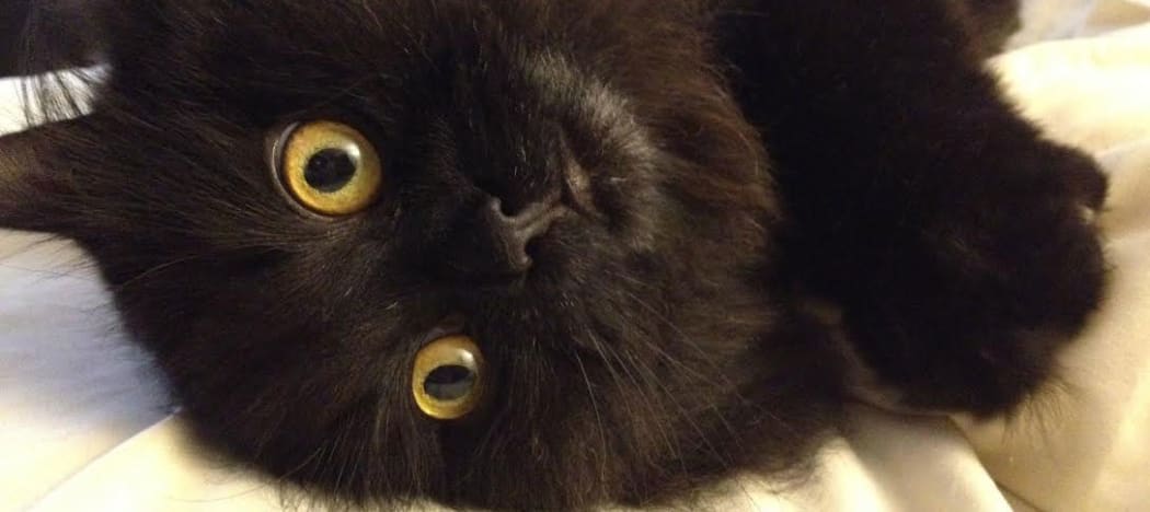 Bono, Helen Brown's cat