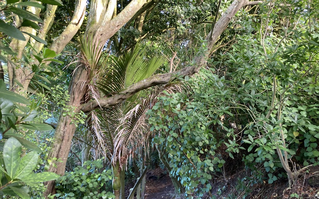 Image shows a path through dense trees and shrubs in AJ Seely's Gully in Kirikiriroa