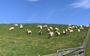 There were 307 lambs stolen from the Ruawai farm valued at $40,000.