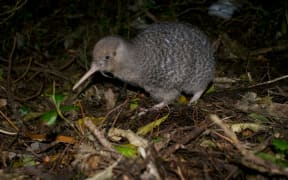 A little spotted kiwi (photo provided by Wellington's Zealandia)