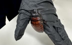 A handout photo taken on May 26, 2026 and received on June 5, 2026 from the Australian Department of Climate Change, Energy, Environment and Water (DCCEEW) shows some of the 100,000 contraband cockroaches found in a raid on a commercial breeder in the town of Bathurst, west of Sydney. Wildlife officers have busted an illegal cockroach-breeding operation in rural Australia, seizing a skin-crawling haul worth $100,000 (71,000 US dollars) on the black market for exotic bugs. They found Madagascar "hissing" cockroaches, a bulky insect named for its noisy defence mechanism, and dubia cockroaches, an invasive critter bred as a snack for pet lizards. (Photo by Handout / Australian Department of Climate Change, Energy, Environment and Water / AFP) / ----EDITORS NOTE ----RESTRICTED TO EDITORIAL USE MANDATORY CREDIT " AFP PHOTO / AUSTRALIAN DEPARTMENT OF CLIMATE CHANGE, ENERGY, ENVIRONMENT AND WATER" NO MARKETING NO ADVERTISING CAMPAIGNS - DISTRIBUTED AS A SERVICE TO CLIENTS