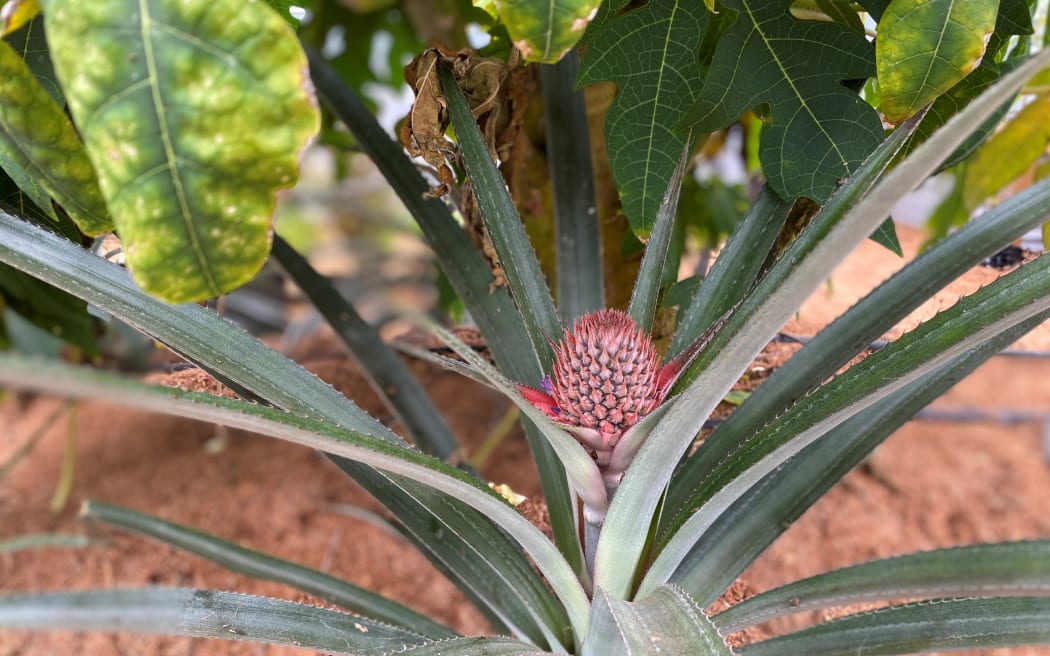 A pineapple growing in the Kotare subtropical greenhouse