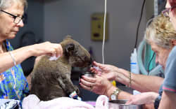 A dehydrated and injured Koala receives treatment at the Port Macquarie Koala Hospital in Port Macquarie on November 2, 2019, after its rescue from a bushfire.
