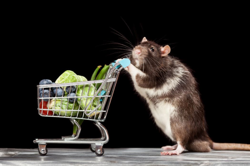 This specimen possibly preparing to repay a rodent friend who previously bought a trolley-full of groceries