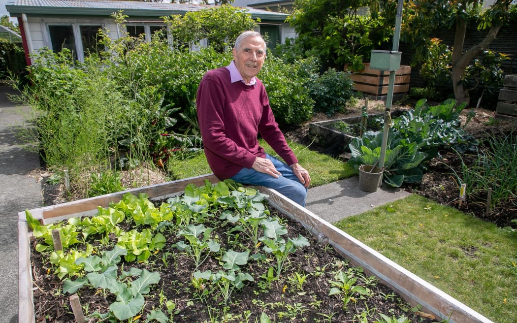 Timpson on Breadalbane which is the dream come true of Havelock North gardener, John Timpson. Photo/Warren Buckland
HBG 04Nov23 - John Timpson hopes his organic eco-garden will help inspire people to plant food in their backyards. INSET: This year's crop of gooseberries is the best he's ever had.