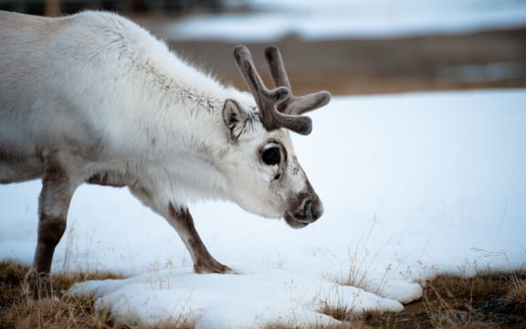 A reindeer on 4 June 2010 in Ny-Alesund in the Svalbard archipelago