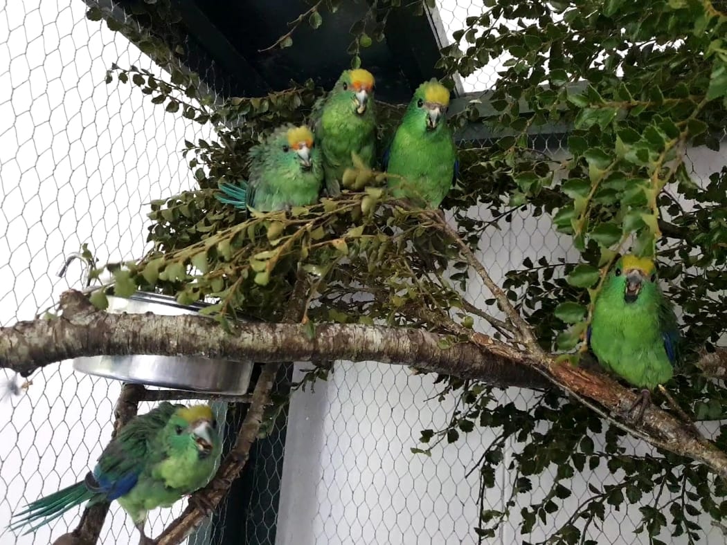 The five young kākāriki karaka have regrown their feathers and learned to fly.