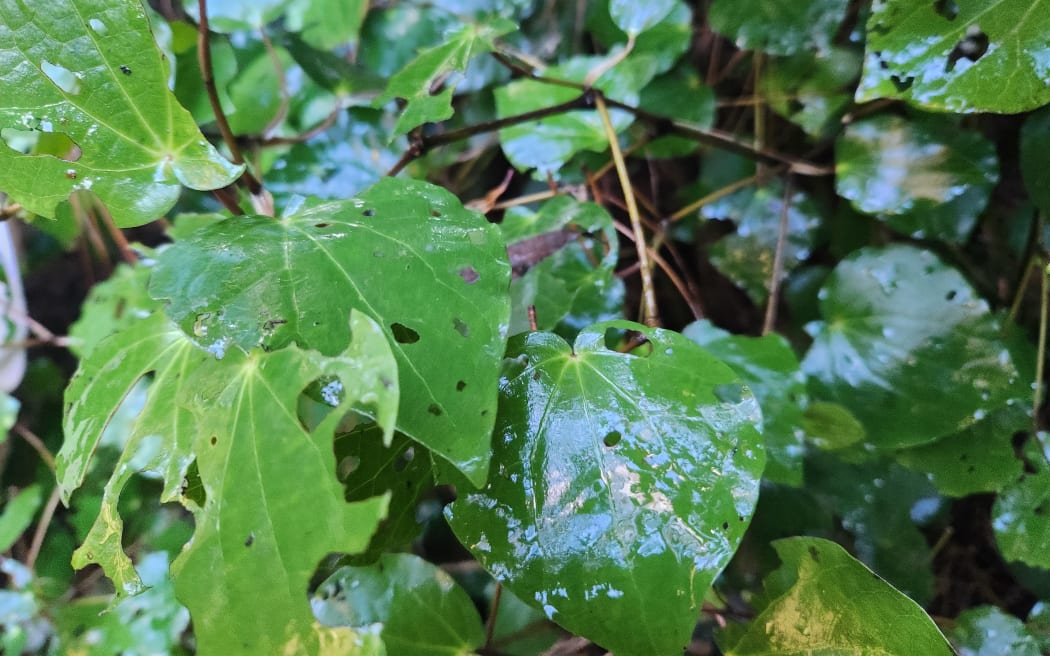 Kawakawa leaves