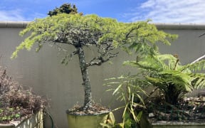 Peter Hobson's Christmas tree.