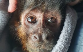 Laurie the monkey on the day he was put down.