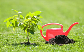 Tree seedling.