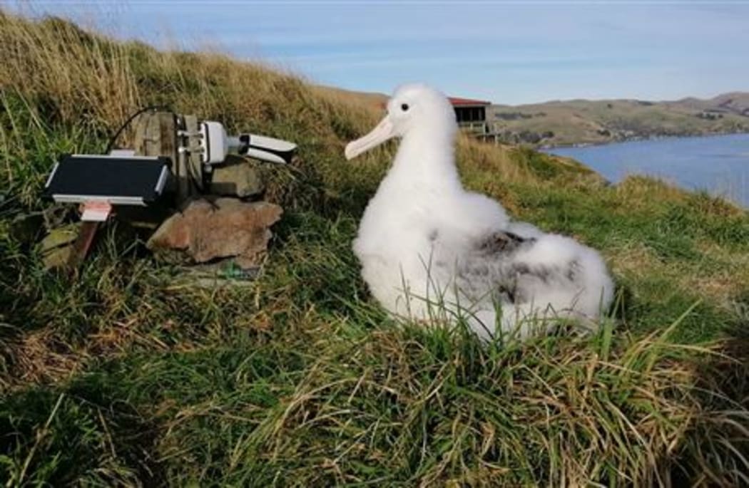 Albatross and Karere on cam