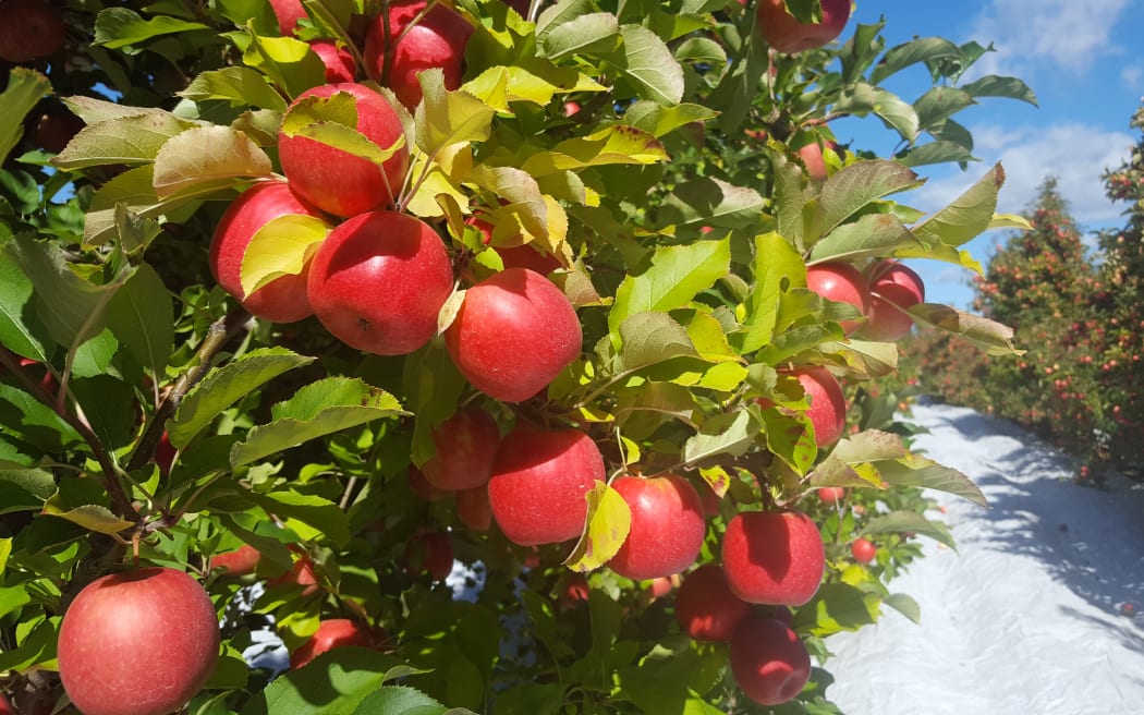 fewer-apples-to-hit-shelves-despite-best-harvest-in-years-rnz-news