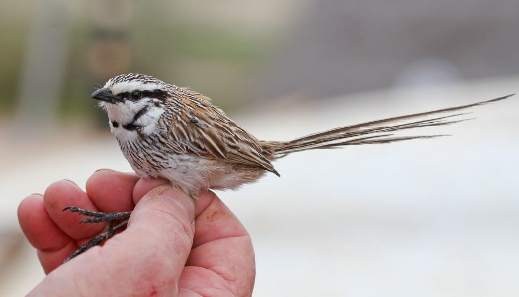 This undated handout from the NSW National Parks and Wildlife Services released on June 27, 2020 shows a grey grasswren at Narriearra Station, a 153,415-hectare (379,000 acres) property in Australia's far northwest New South Wales. -