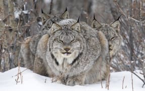 A whole family portrait of a mother lynx and its fully grown young sheltering behind it.