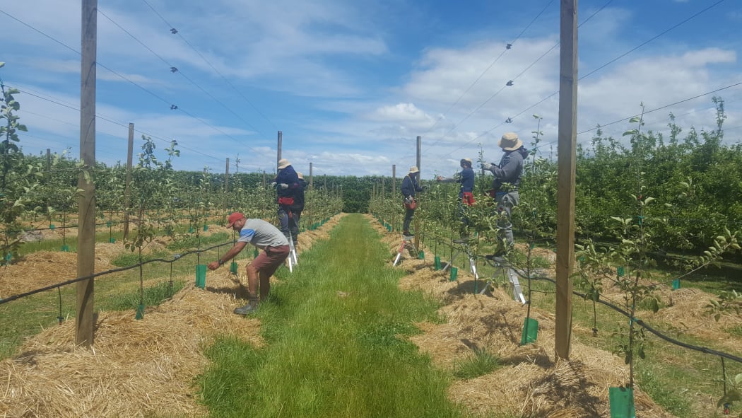 RSE workers from Samoa working in Bostock orchard, Hastings.