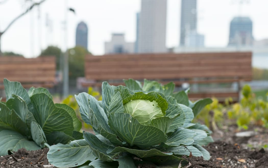 New York Street IUPUI campus garden, Tuesday, October 22, 2013.