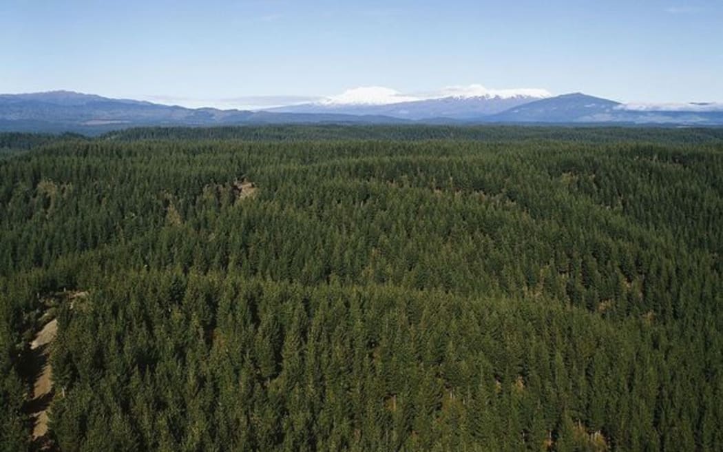 One of the five largest remaining Crown forest leases on Māori land is near Lake Taupo.