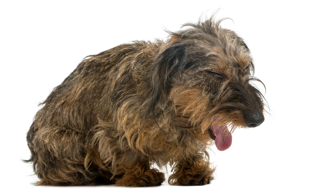 A Daschund yawning.